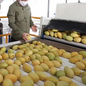 Cambodia's first shipment of fresh mangoes to China reached nearly 100 tons
