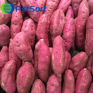 Income-increasing "sharp weapon" for sweet potato growers