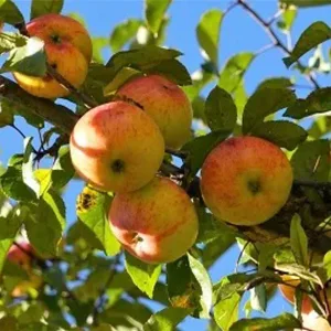 Apple graders may alleviate the current situation of apple in China