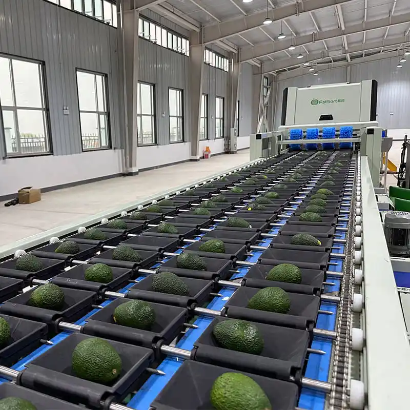Leading the innovation of fruit and vegetable sorting technology, Fstsort helps agricultural modernization