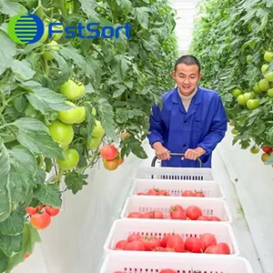 Standardised sorting,tomato harvesting site for Jiangsu customer