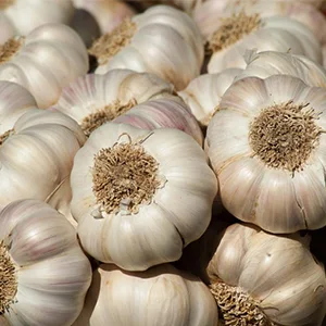 Are you ready for garlic season