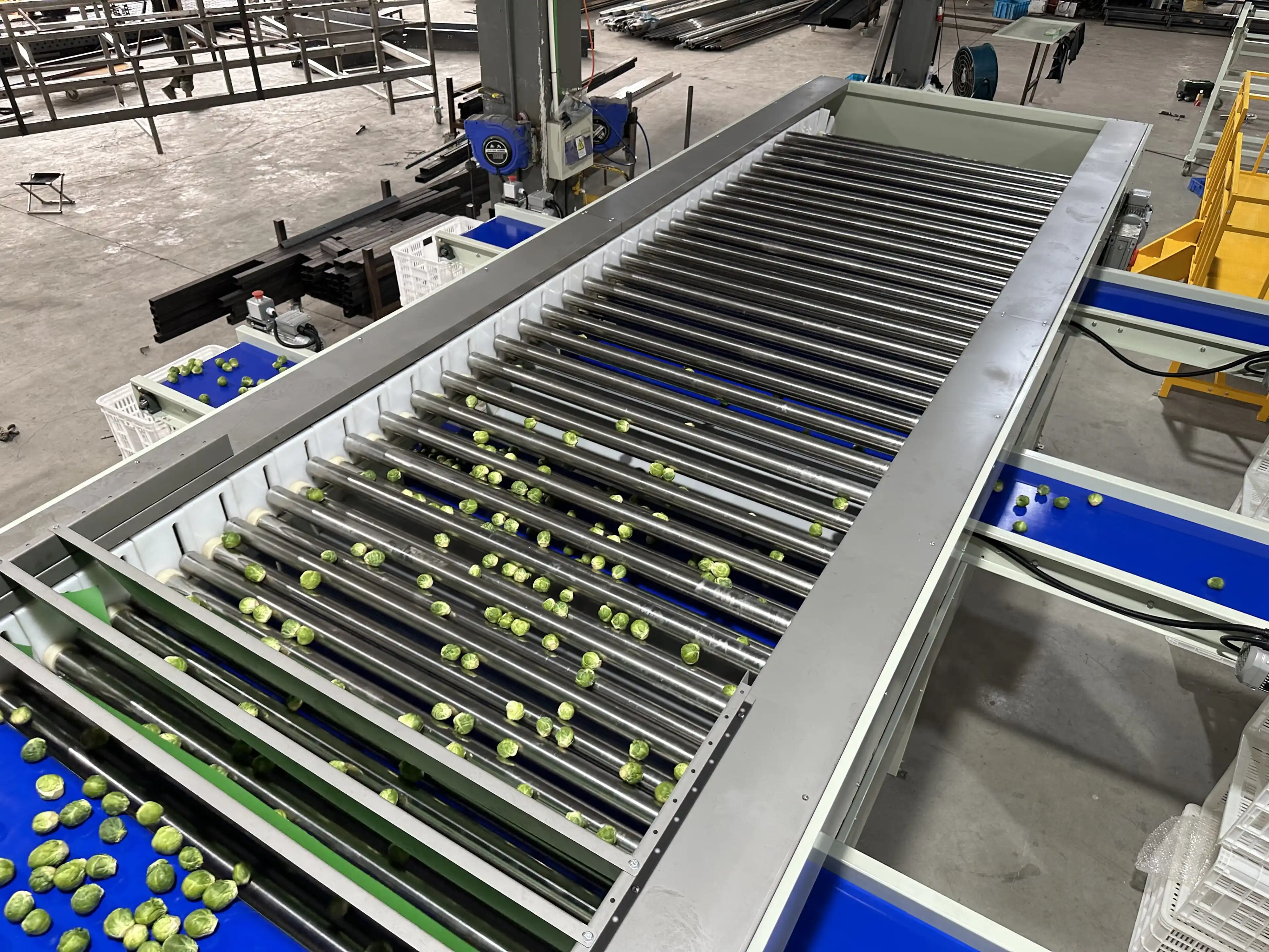Brussels sprouts sorting grading machine