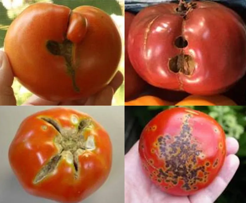 ¿Sabes qué defectos tienen los tomates?