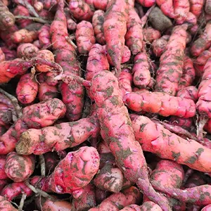 Solving the Cleaning Challenge for New Zealand Yams: Our Advanced Brush System