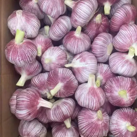 Garlic prices continue to rise in China