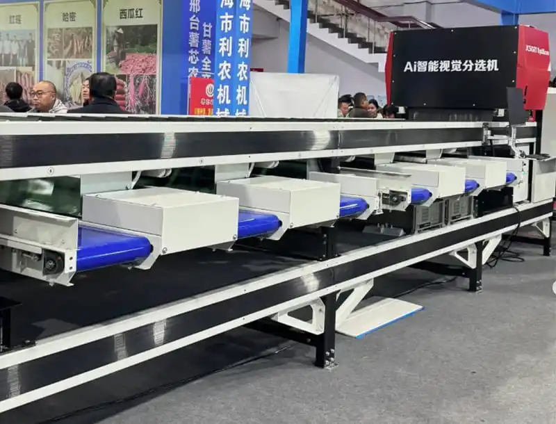 Batatas: Clasificación de batata centroamericana