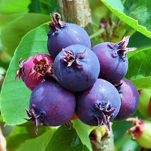 Blueberry graders can also be used to sort Saskatoon berries