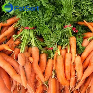 Could Vietnam Be The World’s Next Carrot Supplier