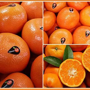 South African citrus exports are expected to set new records