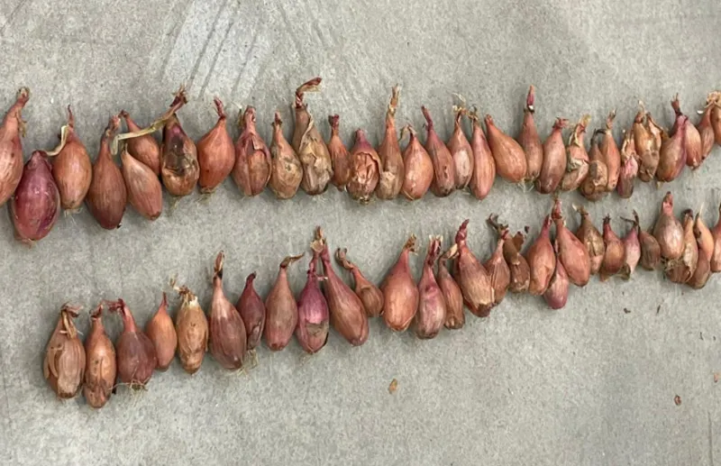 FstSort Shallots Sorting Machine