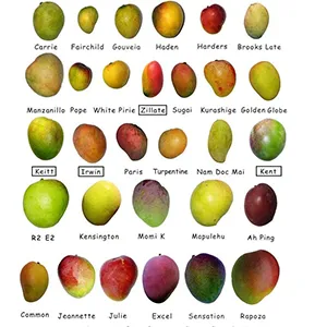 Grading Technology Raises Mexican Mango Export Standards