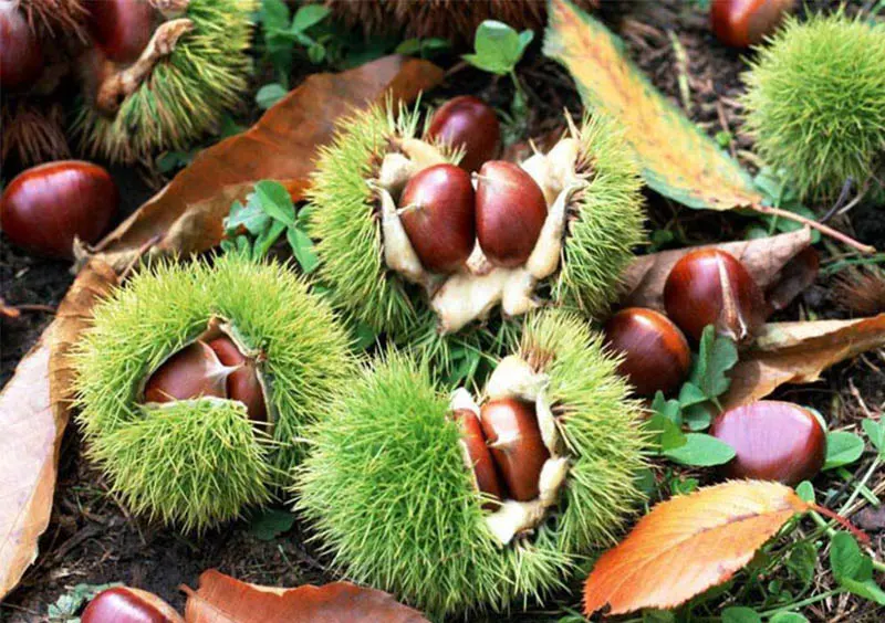 Chestnut Harvester: Revolutionizing Chestnut Collection