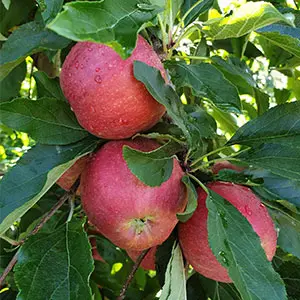 Apple production in Washington will drop to 134 million boxes this year