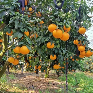 Citrus fresh fruit grading can promote its commercialization