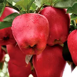 Apple harvest in Washington