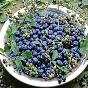 Peru is becoming the world's largest exporter of blueberries