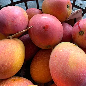 Are Colombian mangoes ripe