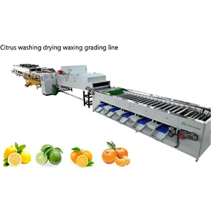 South Africa’s Citrus Boom: How Rail & Smart Sorting Drive Global Success