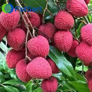 Lichi sorting machine