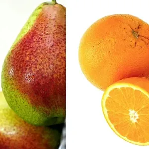 Fstsort Machinery Empowering the Global Fruit Market