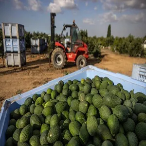 Fstsort Unveils Integrated Avocado Line to Boost Quality for Israeli Exporters
