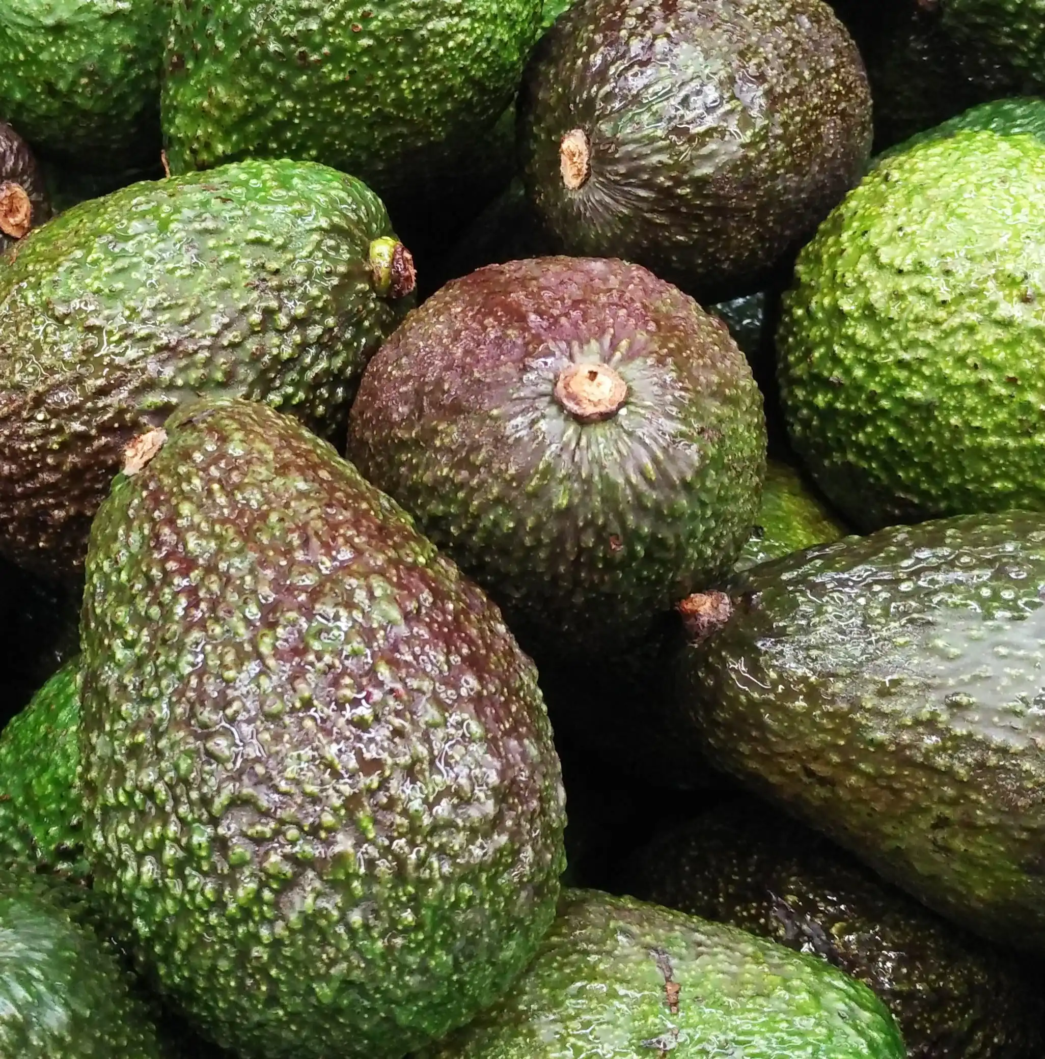 Chile's avocado production is expected to exceed 210,000 tons this month when it opens a new season