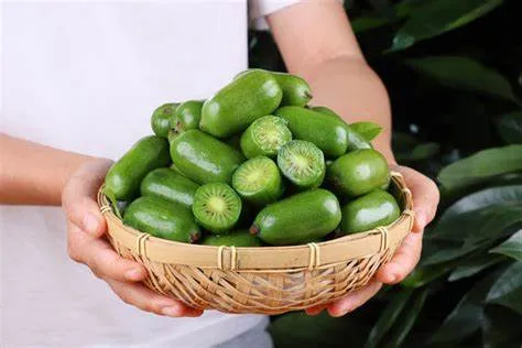 ¡Echemos un vistazo a qué nuevas frutas pueden ingresar a China este año!