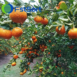Citrus processing journey
