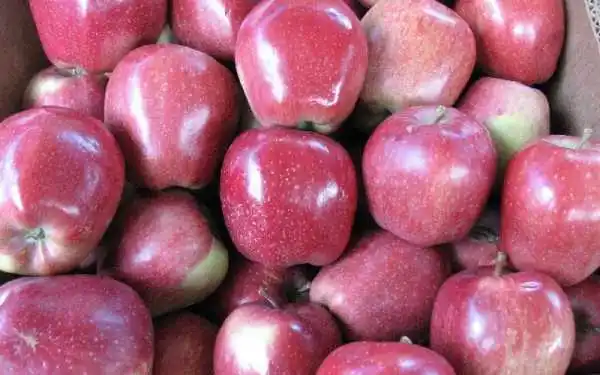 Serbian fresh apples approved for export to China