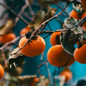 Two Methods of Persimmon Sorting