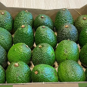New Zealand avocado exports increase sharply this season