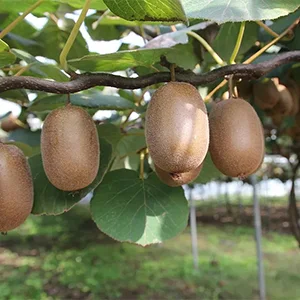 Significant growth in fruit exports from New Zealand