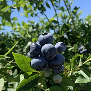 Los pitufos bailando en la máquina Clasificadora de Arándanos