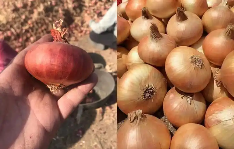FstSort Large-capacity Onion Grading Machine