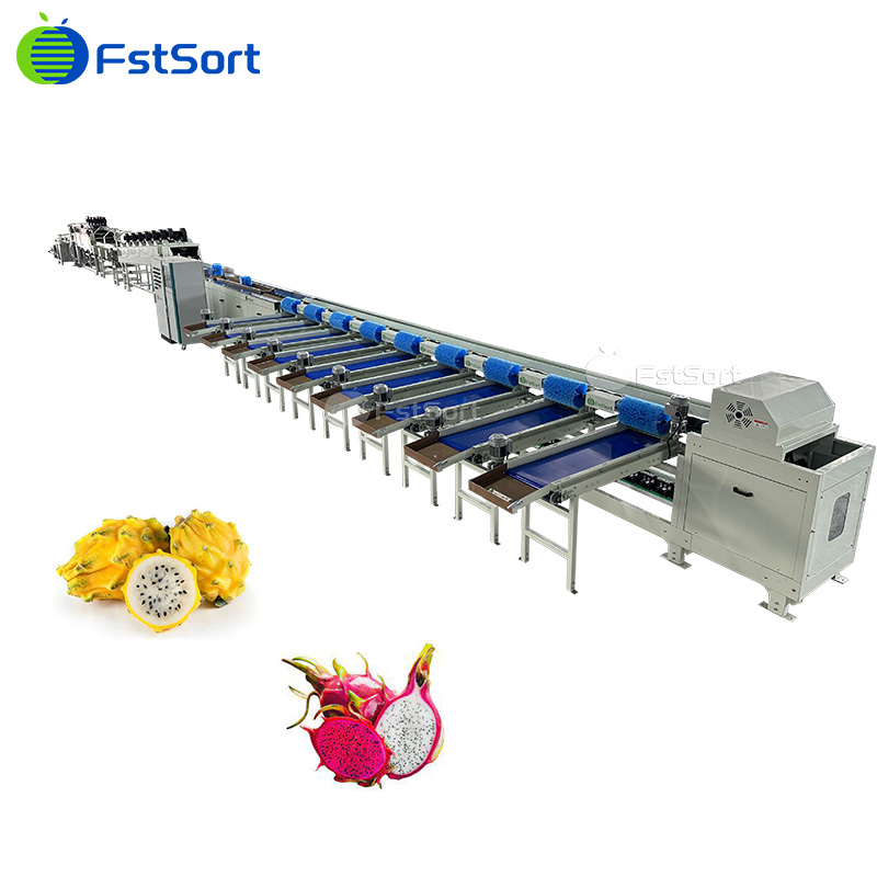 dragon fruit grading machine,dragon fruit sorting machine,dragon fruit sorter,fruit grader,fruit sizer,dragon fruit classification,fruit weight sorter,dragon fruit sorter by weight,fruit weight packing system,pitaya fruit processing equipment