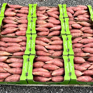 Sweet potato cleaning drying sorting line