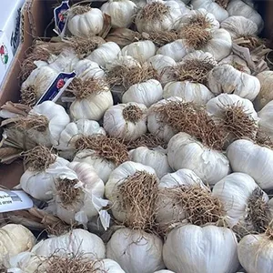 The installation of the Garlic Grading Machine in Argentina has been finished.