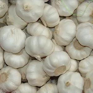 The most popular garlic sorter in Egypt