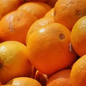 Chilean citrus exports are coming to an end