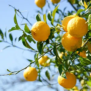 India allows Brazilian citrus imports: new opportunities and challenges coexist