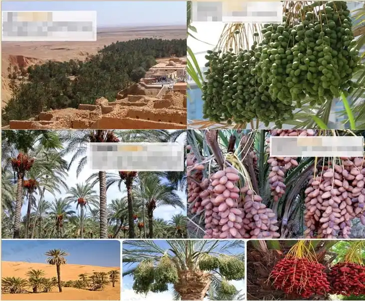 The Reason For the High Popularity of Date Palm Grading Machine