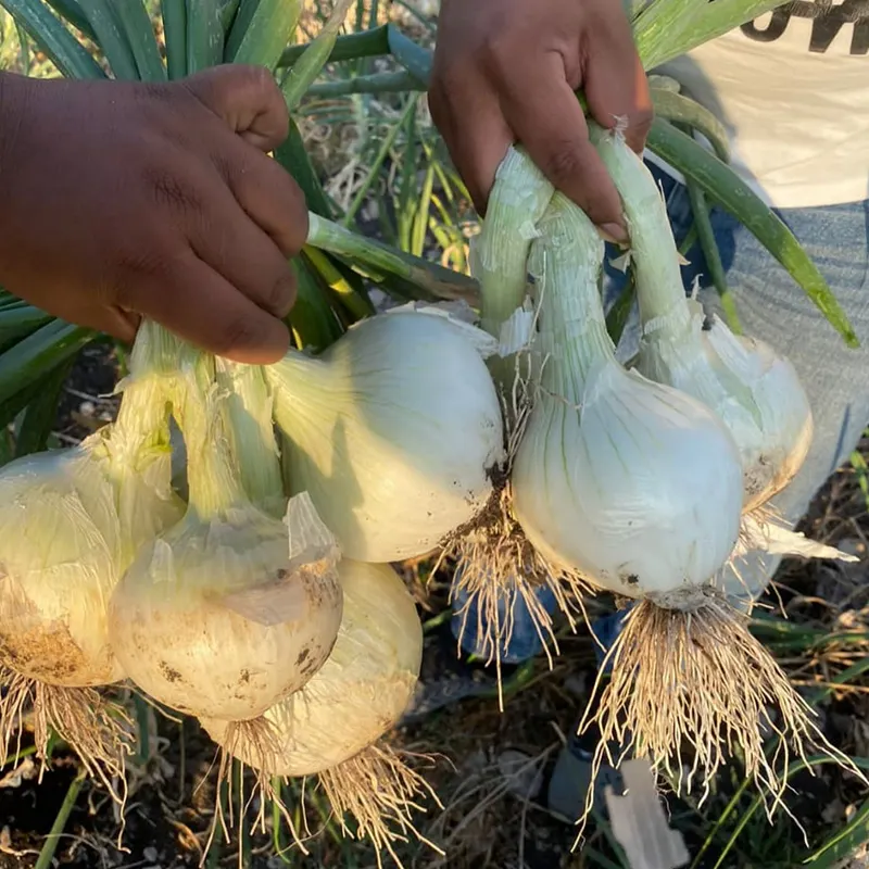 Nuevo tipo: cebollas blancas