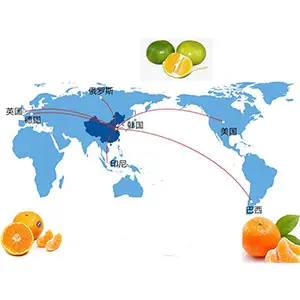 Citrus Sorting Machine With Customized Drum Roller