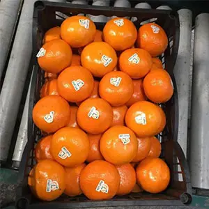 COVID-19 increased the packaging costs of honey Murcott