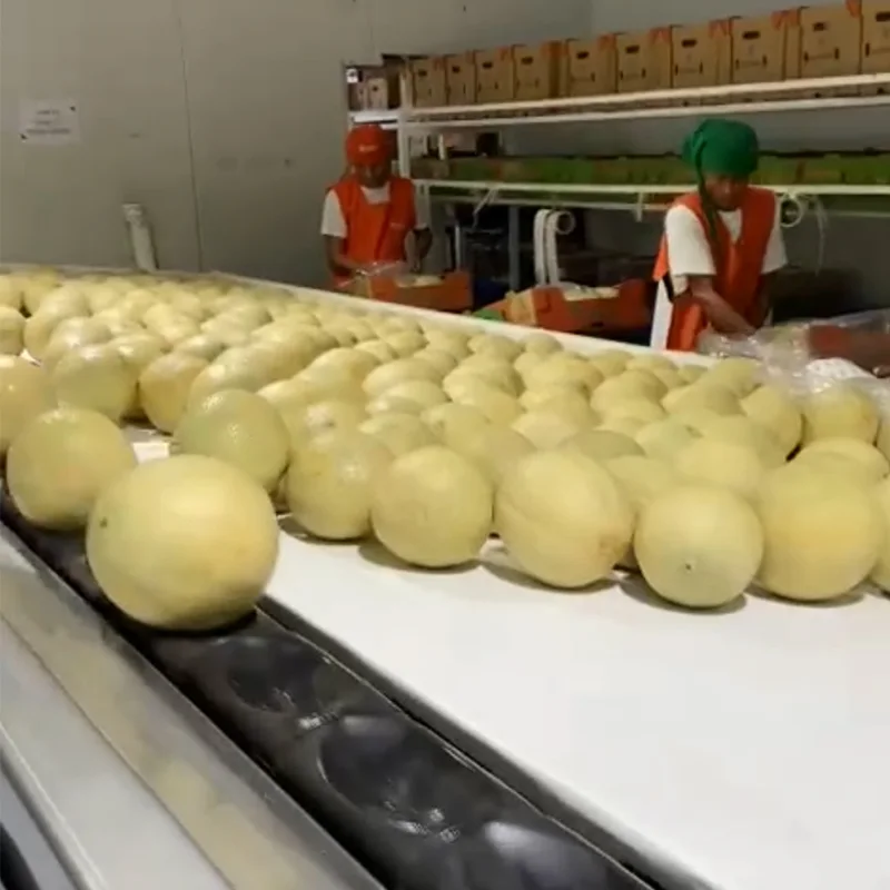 FstSort: Soluciones innovadoras para el empaque de frutas en América Latina