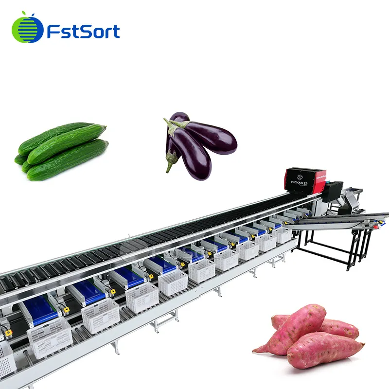 Optical Sorting System for Sweet Potatoes