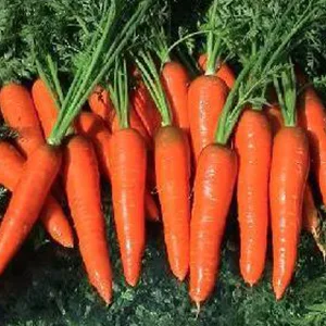 Source of vitamins and minerals-Carrots