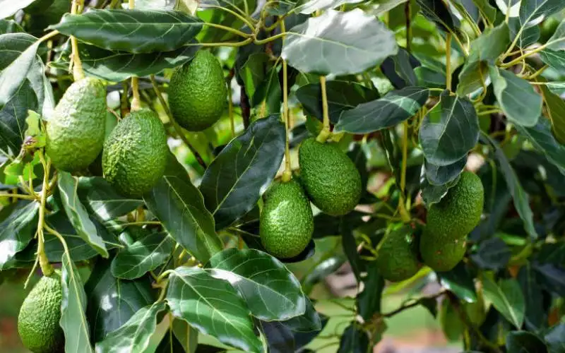 Chilean avocados affected by severe frosts