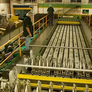 Mexico's avocado production surges